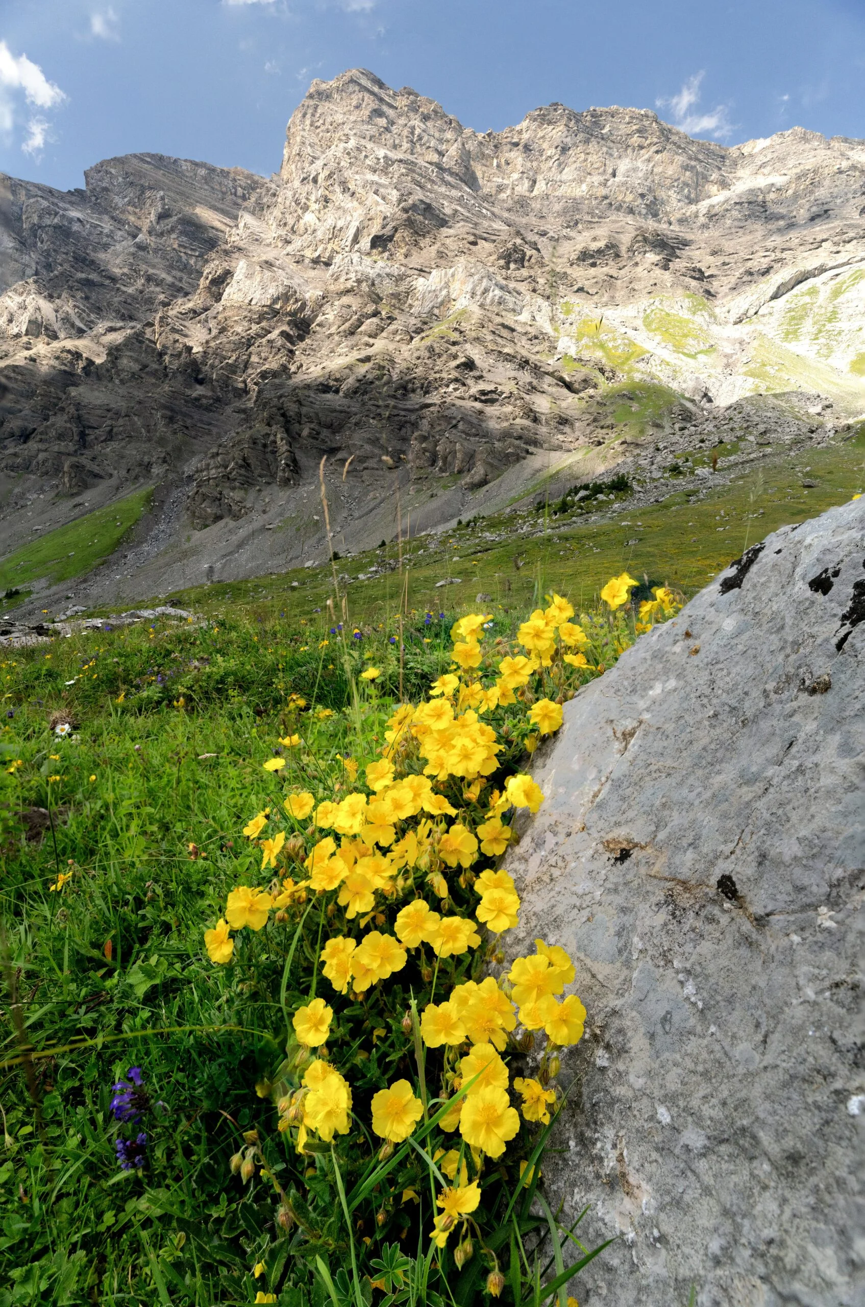 Backyard Bliss On A Budget: Frugal Outdoor Living Ideas